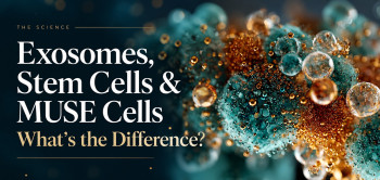 Exosomes, Stem Cells, and MUSE Cells: What’s the Difference?