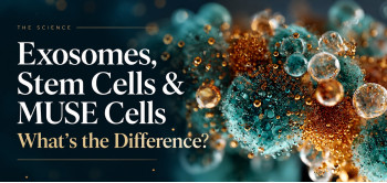 Exosomes, Stem Cells, and MUSE Cells: What’s the Difference?